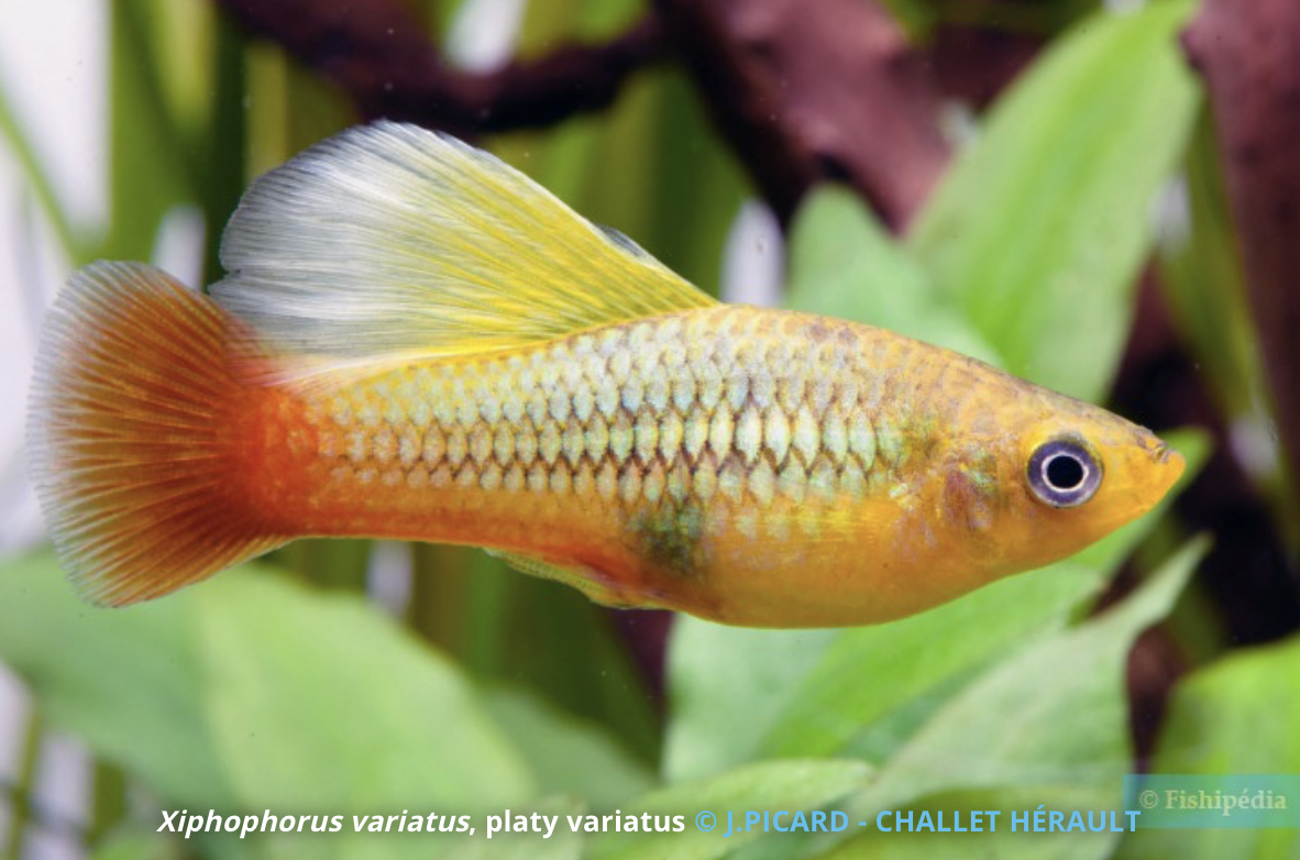 platy